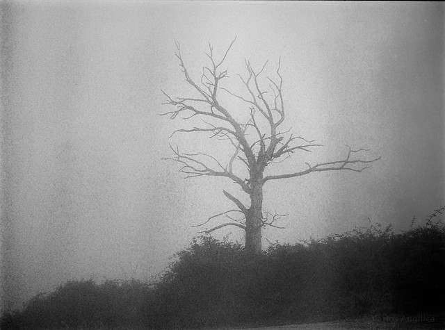 Foggy Weather Dead Tree