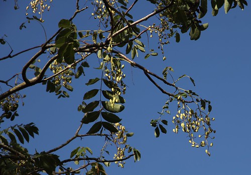 Chinese Cedar leaves and fruit - Merrist Wood College Toona ciliata
