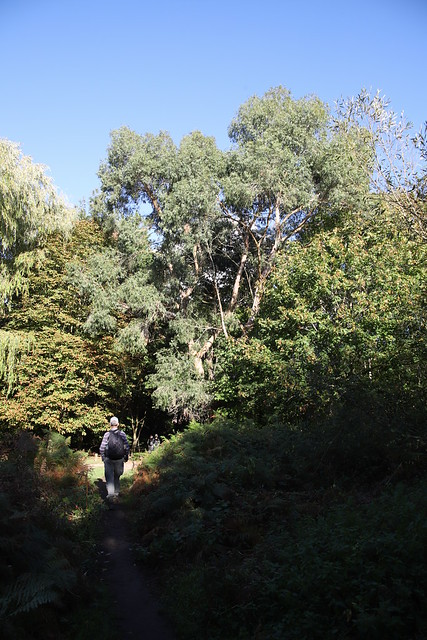 Towards a Eucalyptus near Worplesdon 