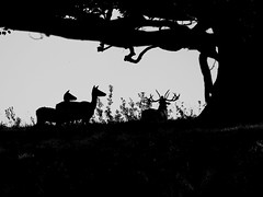 'Red Deer Silhouette'
