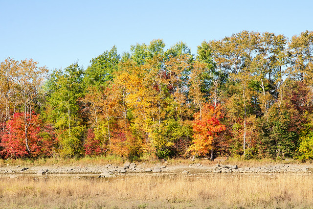 Forêt à l'automne avec ses belles couleurs à Rimouski.