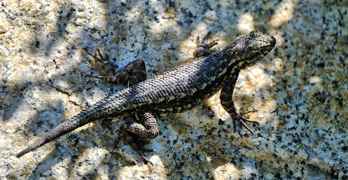 16-304 Sonora Pass - Sierra fence lizard (vermoedelijk)
