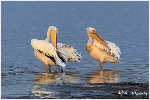 Preening at Sunset! by Wild Pixel Safaris, Featured on Flickr Explore #334 on 2023-10-16.

The Great White Pelican (Pelecanus onocrotalus) also