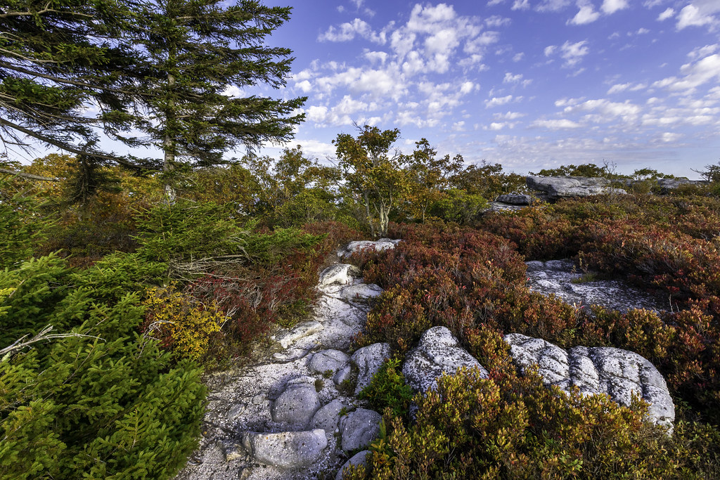 The Dolly Sods Wilderness, West Virginia.