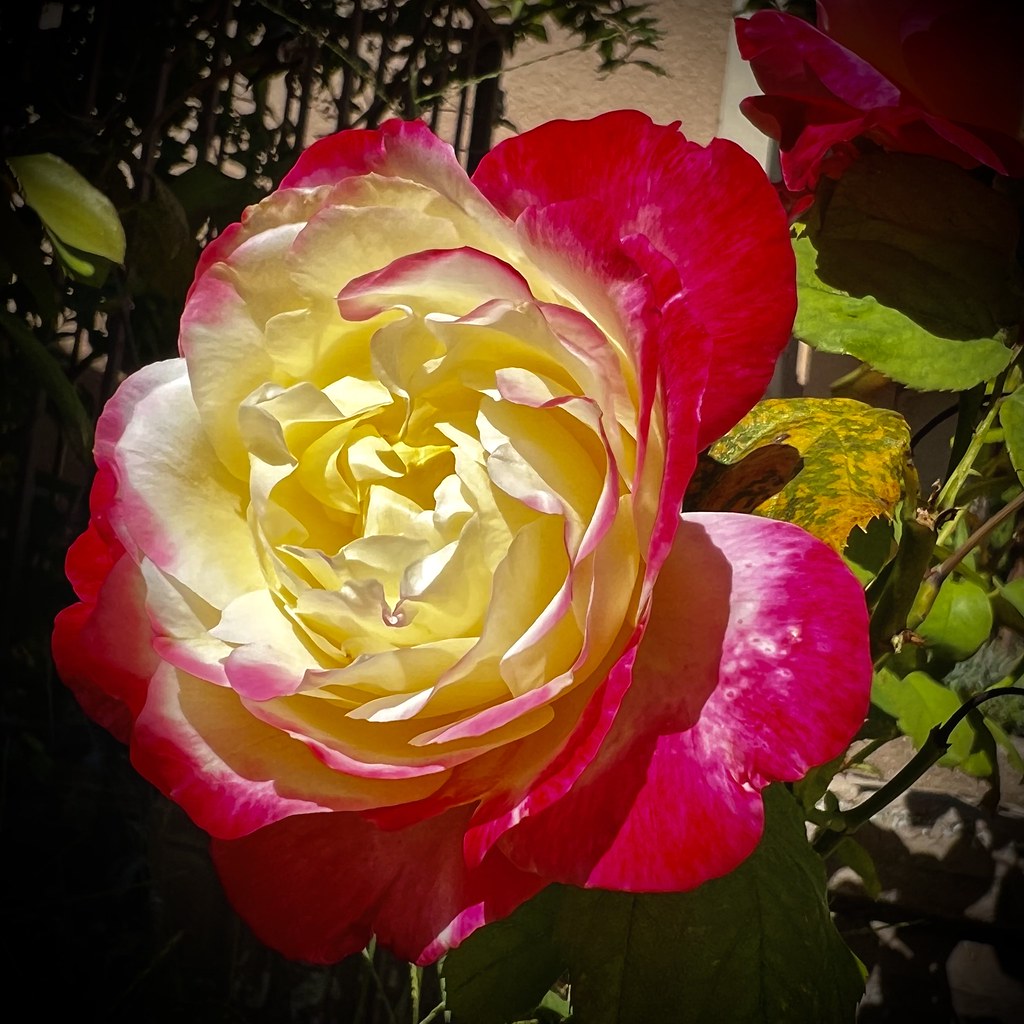 Last of the Autumn roses | Big temperature drop tonight | Flickr