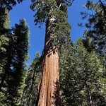 Sequoia -1 