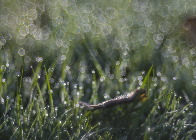Dew and autumn leaves