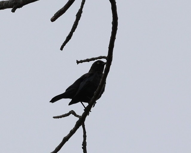 Rusty Blackbird on a dark overcast day