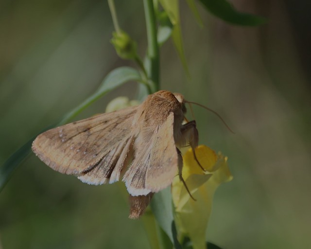 Corn Earworm Moth (Helicoverpa zea)