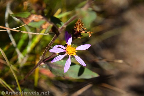 A Thick-stemmed Aster along the Lewis River Channel Trail, Yellowstone National Park, Wyoming