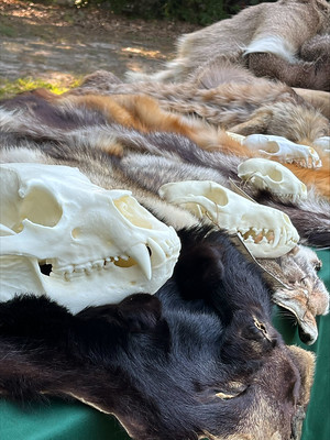 Furs and skulls of native virginia species are laid out on a table. 