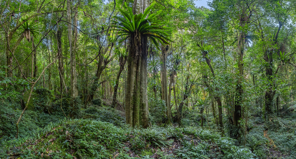 Rainforest at Macquarie Pass