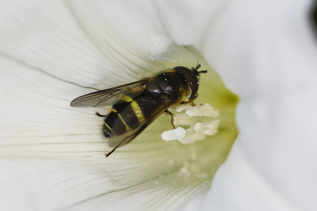Hoverfly - Platycheirus rosarum