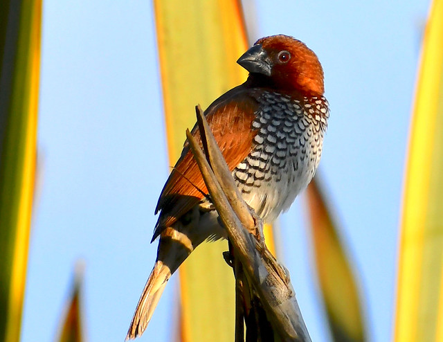 A scaly-breasted Munia clings to a frond of the century plant.