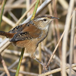 Marsh Wren in western Virginia (First of two) I found this Marsh Wren, &lt;i&gt;Cistothorus palustris,&lt;/i&gt; after hearing it call. They are rare in the Shenandoah Valley, and in the years when they are reported, they are usually seen during fall migration. In an interesting coincidence, the last report of one from Lake Shenandoah was 10 years to the day earlier than the one from this year. They  are adept at staying hidden in the reeds.

Lake Shenandoah, Rockingham County, Virginia. October 12, 2023.