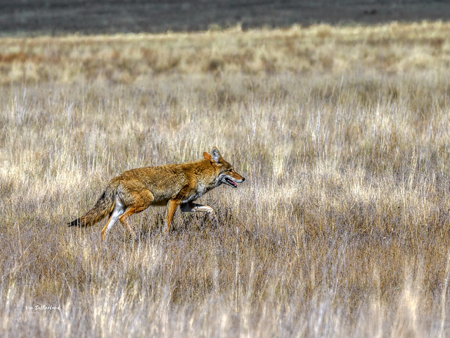 Coyote at Valles Caldera National Preserve