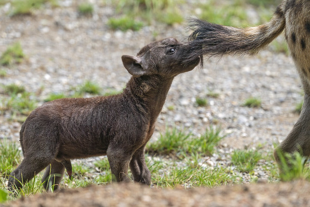 Hyena pup playing with mom's tail