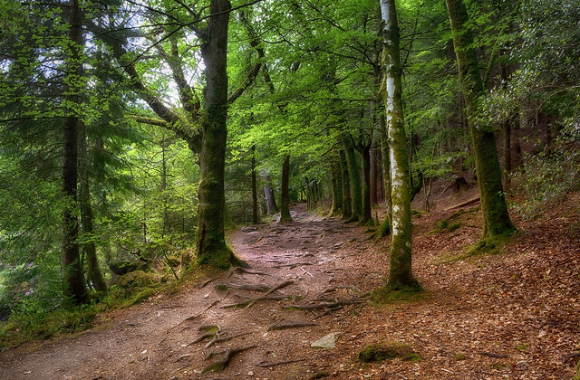 Gwydir Forest