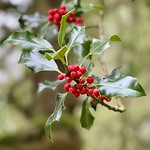 First Holly Berries of the Year