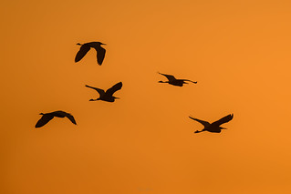 Little egrets at sunset
