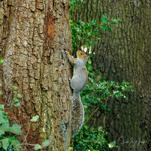Grey squirrel - #17/31 | by Julisuzi