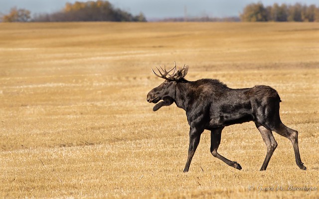 North American Moose - Male