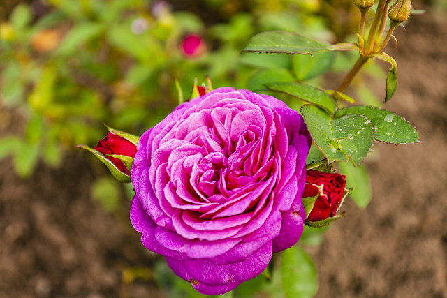 Rose garden - Skansen