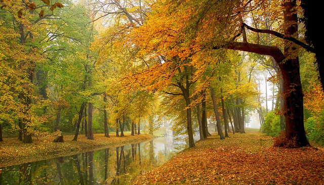 Golden Autumn @ Castle Park (Explore)