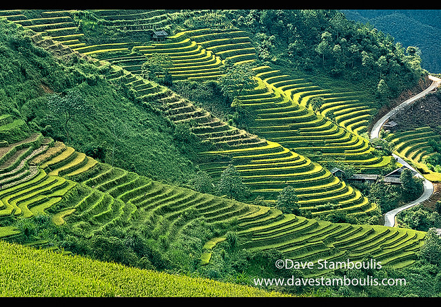 The amazing rice terraces of Mu Cang Chai, Yen Bai, Vietnam
