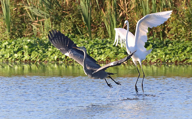 Egret vs Heron