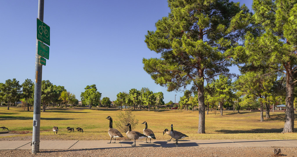 Geese just going for a walk (Glendale Arizona)
