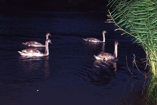 night swans