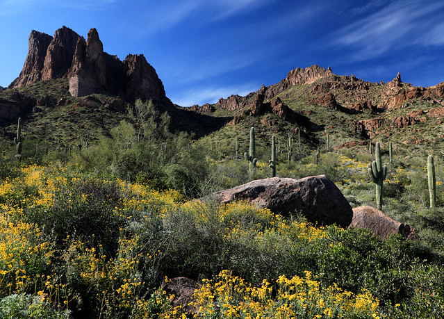 Springtime Spectacular:  Arizona Sonoran Desert