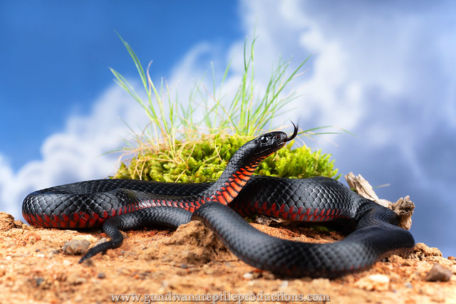 The Red-bellied Blacksnake