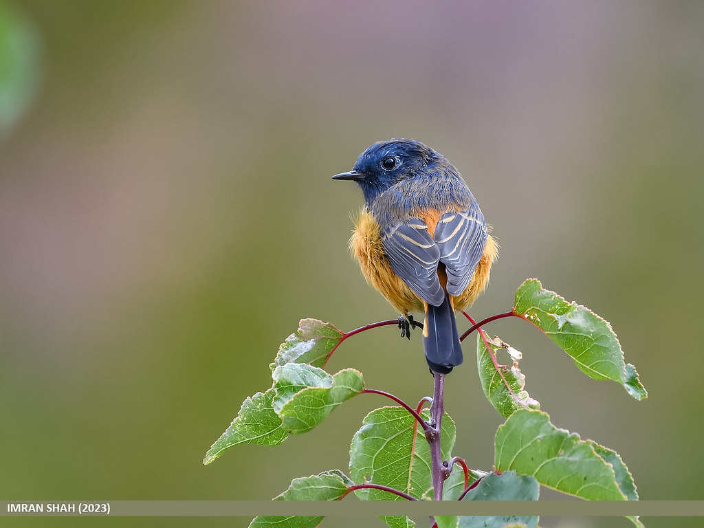 Blue-fronted Redstart (Phoenicurus frontalis)