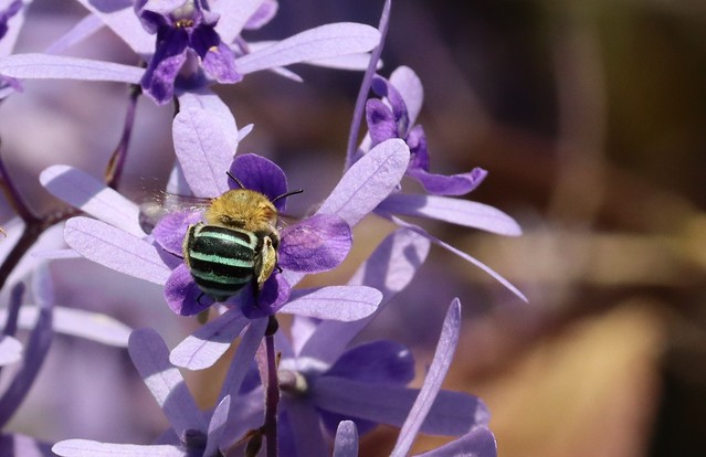Blue banded Bee 033