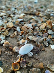 Seashells seashells she sells seashells…
