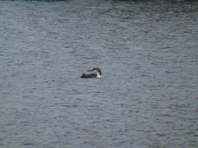 Common loon in winter plumage (1)