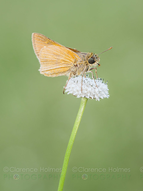 Skipper Butterfly (Hesperiidae) On Pineland Bogbutton