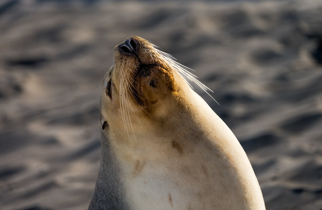 Sea Lion Seal Bay-723368