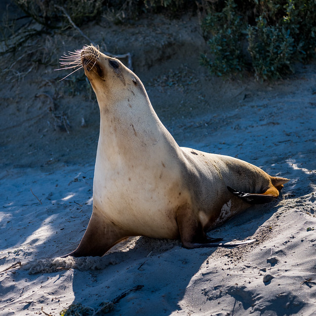 Sea Lion Seal Bay-723365