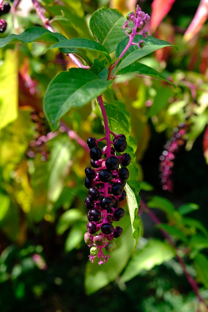 Fitolacca: tanto bella quanto pericolosa! Phytolacca: as beautiful as it is dangerous!