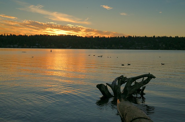 Seward Park - Lake Washington