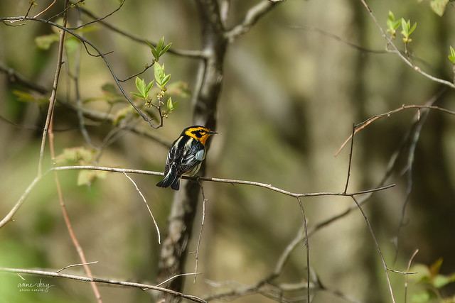 32796 Paruline à gorge orangée (mâle) / Setophaga fusca / Blackburnian Warbler