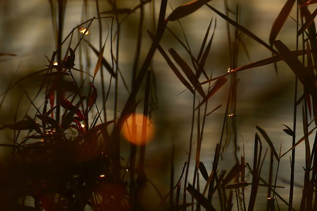 Orange moon in the reed