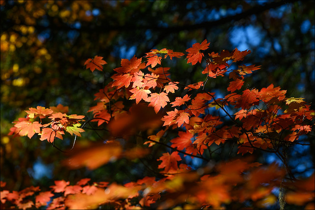 Vine Maple in autumn