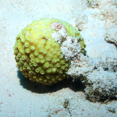 Groved mosaic coral, Favia favus.