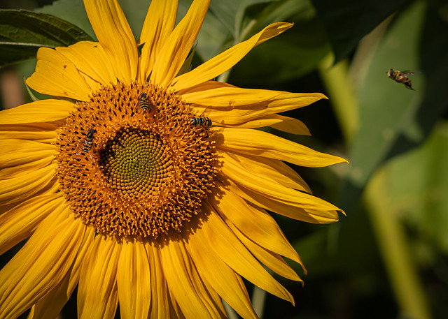 Sunflower has visitors