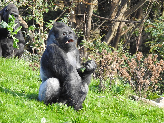 Silverback Gorilla -Blackpool zoo DSCN3627