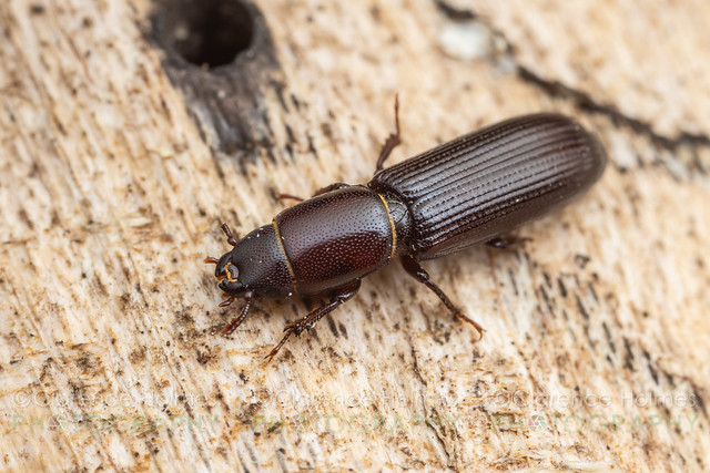 Bark-gnawing Beetle (Airora cylindrica)